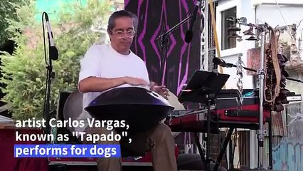 Costa Rican Artist Carlos Vargas performs an instrumental concert for dogs at "Amon Cultural" Festival