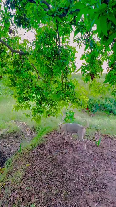 The Green Side of Sindh- Village Views ❤ #maxrecords #nature #village ✅