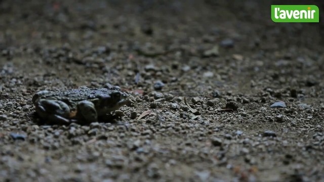 Migration des batraciens: les bénévoles en opération sauvetage