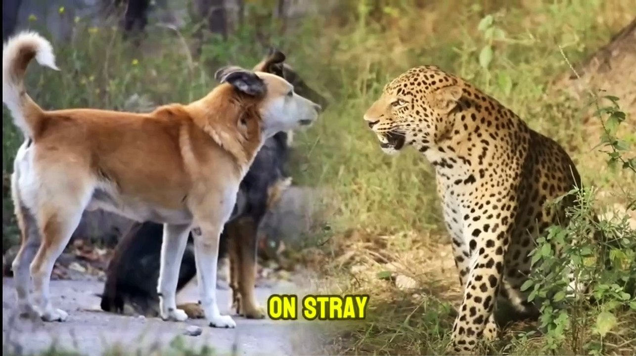 Leopard Attacking Distracted Dogs