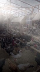 mahluk Asing tertangkap kamera malam