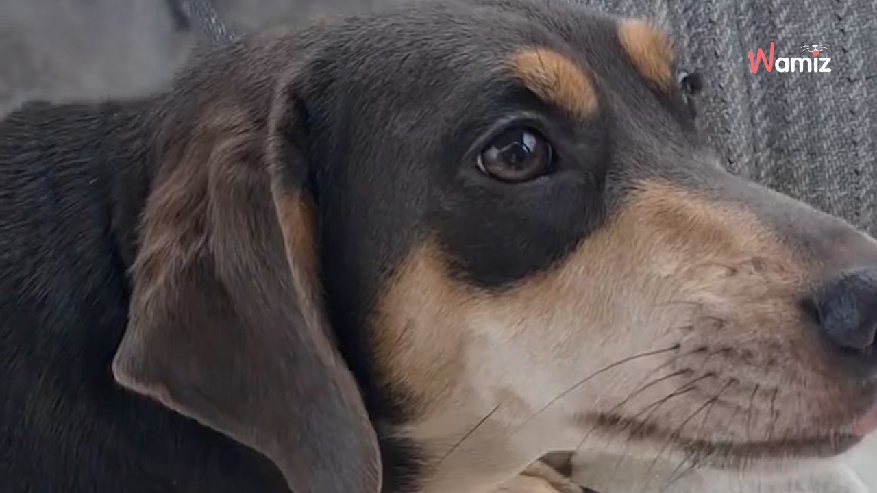 Nice : en deux heures, un homme abandonne 2 chiens dans deux immeubles différents, et il y avait encore une surprise
