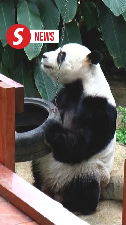 Malaysia-China panda loan extended, says Nik Nazmi