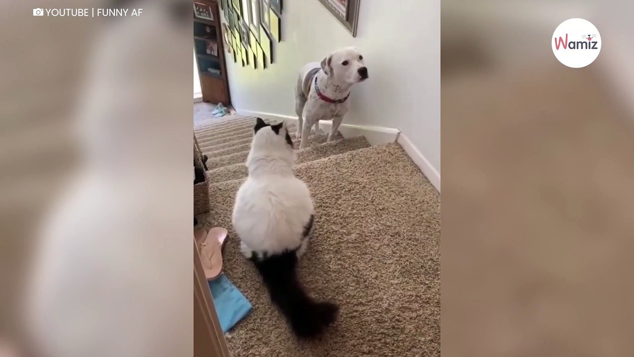 Kleiner Hund will die Treppe hoch, doch jemand durchkreuzt seine Pläne (Video)