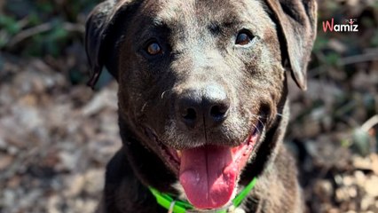 Après plusieurs années de box, ce chien a changé de refuge pour avoir plus de chances... mais cela ne fonctionne pas
