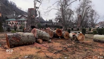 The race to save Kashmir's iconic chinar trees
