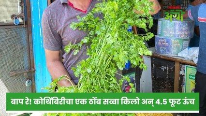 कोथिंबिरीचा एक ठोंब सव्वा किलो अन्