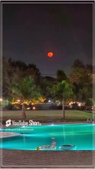 🌊✨ Poolside Bliss at Utsav Club & Resort! 🌿🏖️ _ Best Resort in Bangalore (2)