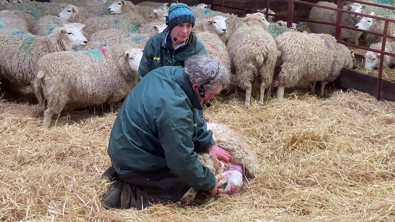 Lamb born