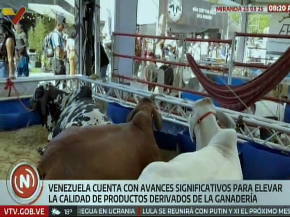 Feria Nacional del Cebú y sus Cruces resalta los esfuerzos productivos de la ganadería venezolana