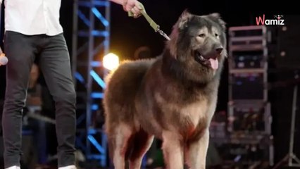 Un homme débourse une somme astronomique pour acheter le chien le plus cher du monde