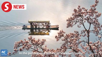 Spring’s masterpiece: Magnolias adorn Xin’an River in timeless beauty