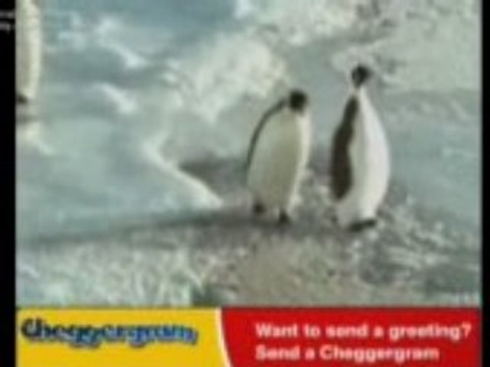 Pingüino