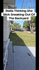 Stella Sneaks Out The Yard