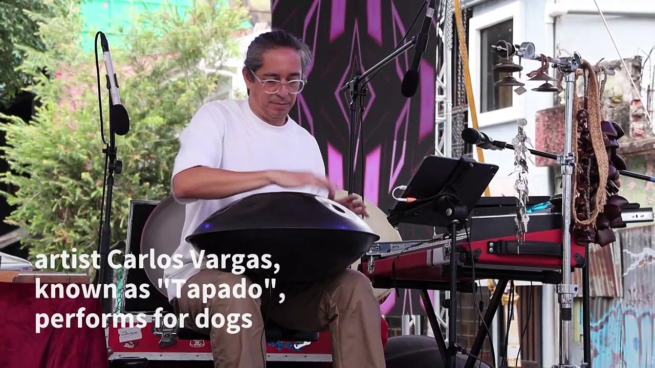 Costa Rican artist Carlos Vargas puts on a concert for dogs