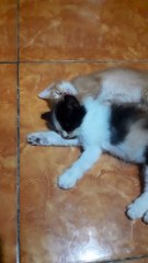 Kitten Sleep#kitten#cat#kitty