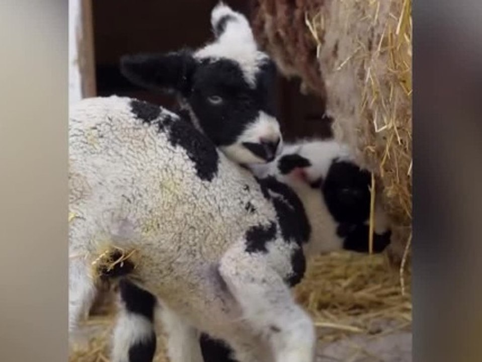 Babyglück am feiertag: zoo begrüßt neugeborene "superhelden"-lämmer