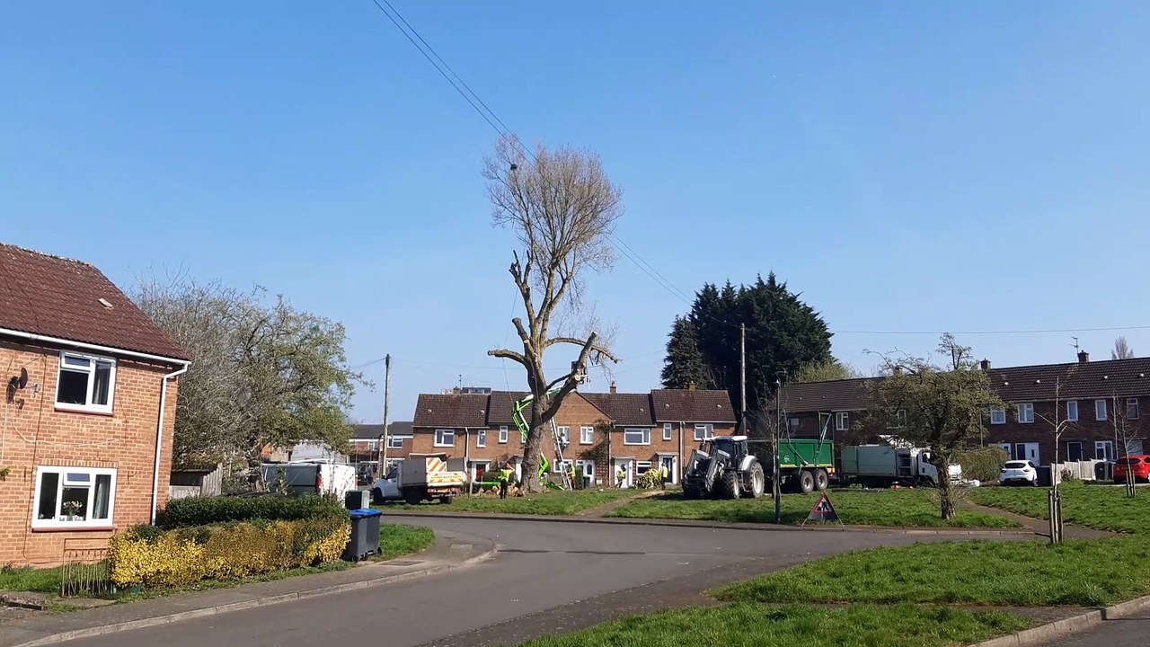 Tree surgery in Hanworth Close Leamington March 24 2025