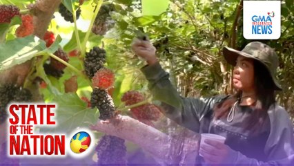 Mulberry fruit picking sa isang farm sa Villasis, Pangasinan | SONA