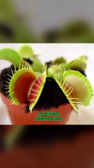 The predatory powerhouses of botany are more hardcore than your houseplant