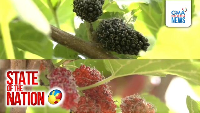 State of the Nation: (Part 2) Nag-crash na eroplano; Mulberry picking sa Pangasinan; Atbp. | SONA
