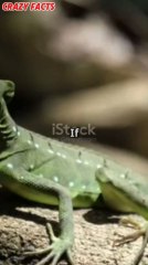 This Lizard Can WALK on Water! 😱🦎 | Crazy Shorts