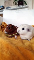 Saleemoffical presentation - Guinea pigs.#pigs