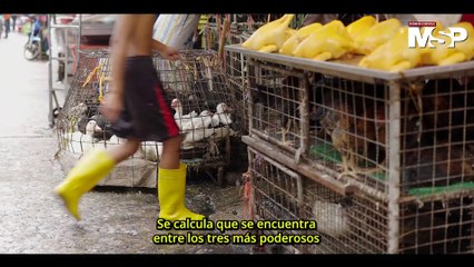 Tráfico ilegal de animales y su impacto en el ecosistema