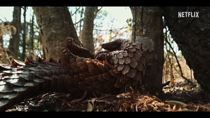 Pangolin: Kulu's Journey - Official Trailer Netflix