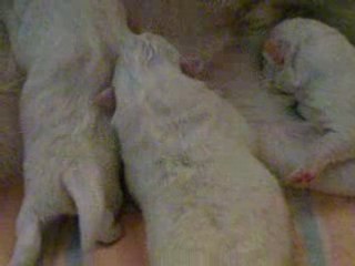 Bébés de Gloria 089