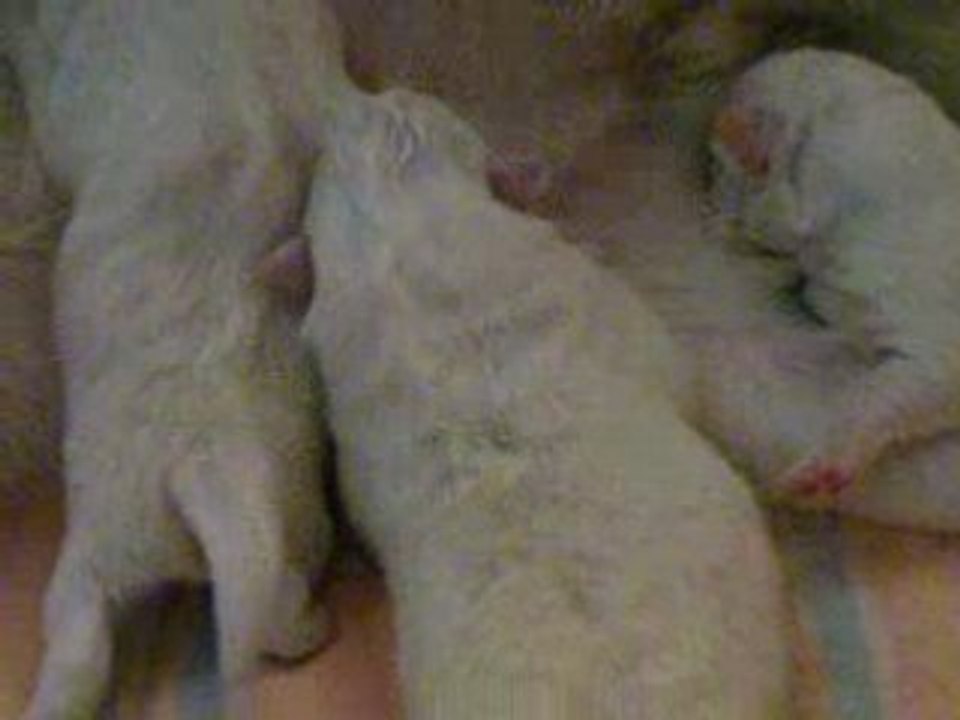 Bébés de Gloria 089