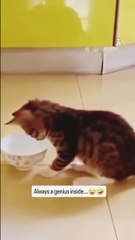 🌺Fanny cats #love#short