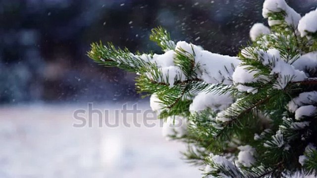 stock-footage-heavy-white-snow-falling-on-fir-tree-branch-close-up-evergreen-green-spruce-standing-snow-covered