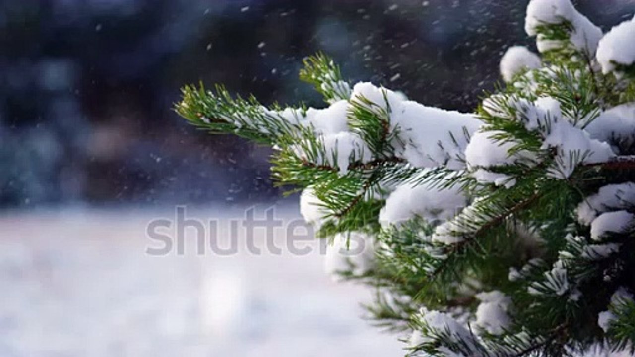 stock-footage-heavy-white-snow-falling-on-fir-tree-branch-close-up-evergreen-green-spruce-standing-snow-covered