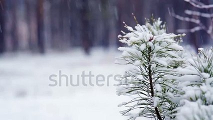 stock-footage-pine-branch-in-snow-snowfall-in-the-forest-park-winter-landscape-in-snow-covered-blurred-park