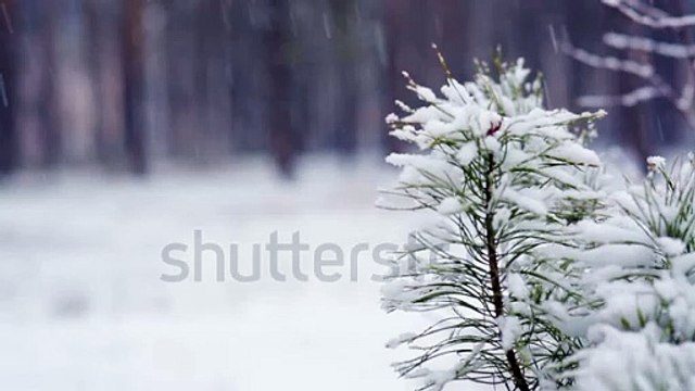 stock-footage-pine-branch-in-snow-snowfall-in-the-forest-park-winter-landscape-in-snow-covered-blurred-park
