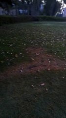 Early morning 🌞 beauty