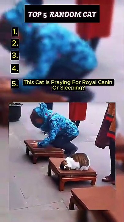 Top 5 Funny Cat