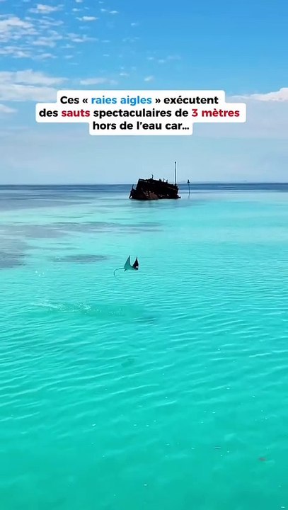 Ces raies font des sauts de hautes voltiges