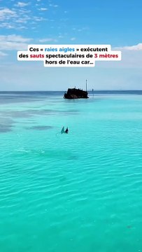 Ces raies font des sauts de hautes voltiges