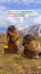 Concours de bouffe entre marmottes