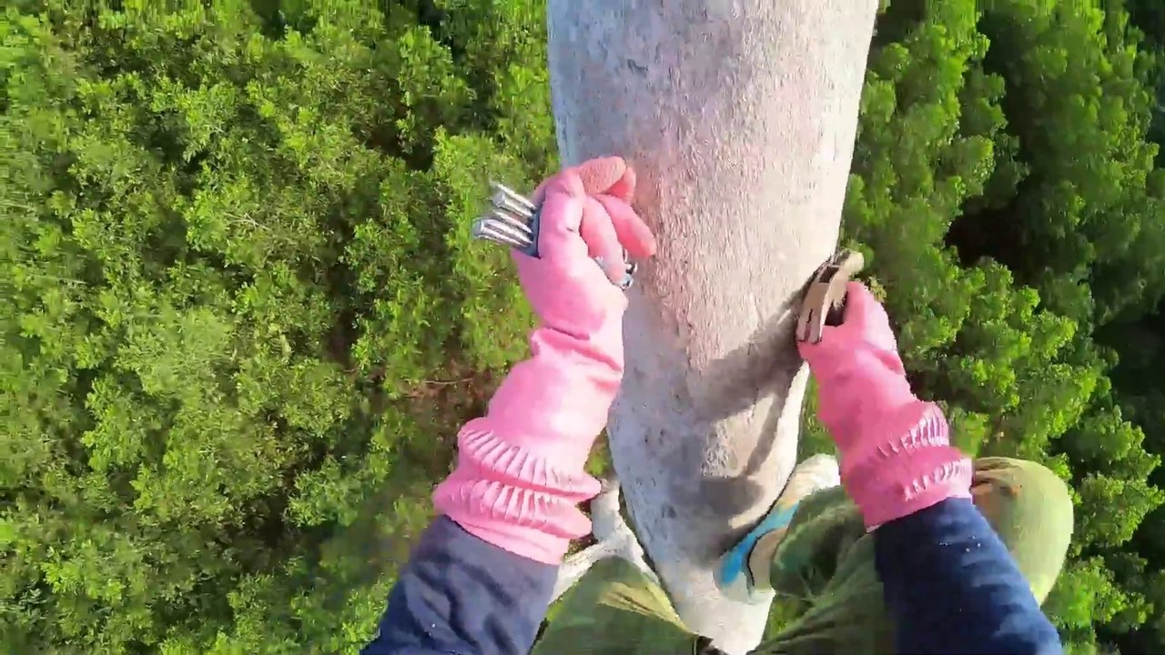 Tree Climbing skills without fear of heights harvesting honey from dangerous tall tree