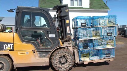 Crabe des neiges : contre vents et marées