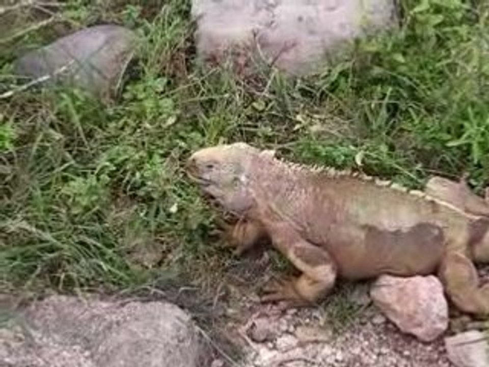Iguane en train de manger