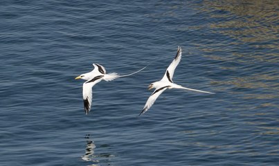 El Rabijunco Coliblanco Un viajero elegante que surca los cielos del Malecón de Santo Domingo