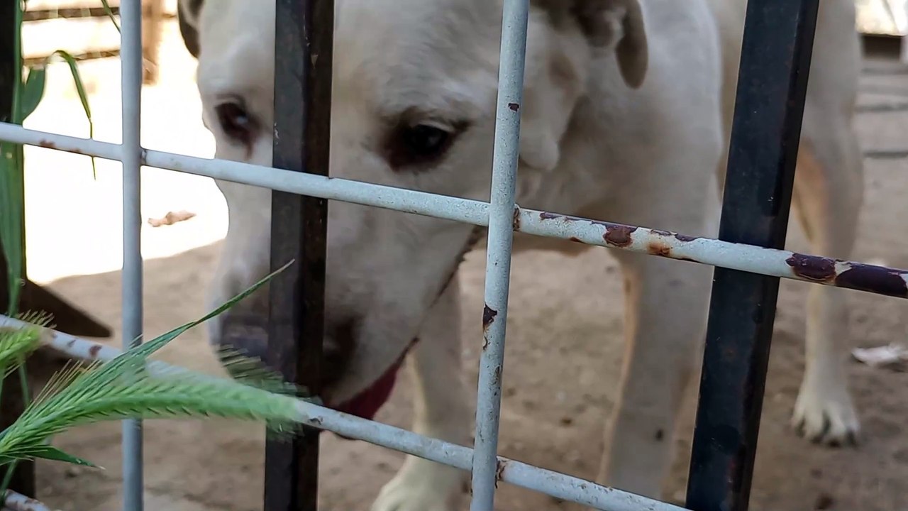 Choco - spendin a lovely while by my family k9 homeboy maybe warm sun pulls him away occasionally VID_20230418_140523793