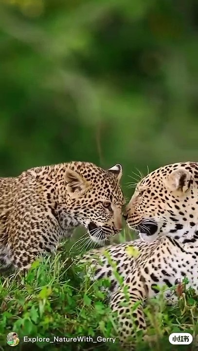 Trouble Creatures