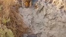 Cheetah vs Leopard: What’s the Difference?