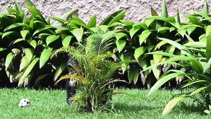 Yoko, el chimpancé solitario de Colombia que se reencuentra con su especie en Brasil