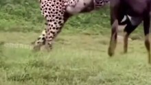 Hyena vs Lion: The Battle for Survival